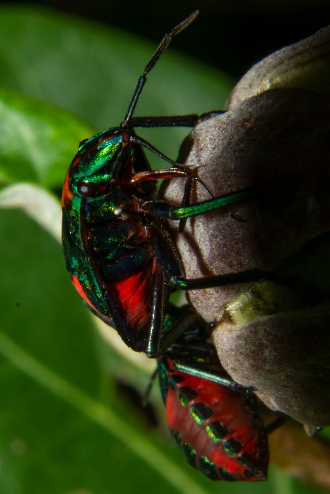 Tectocoris diophthalmus Foto & Bild | australia, nature, world Bilder