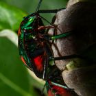 Tectocoris diophthalmus