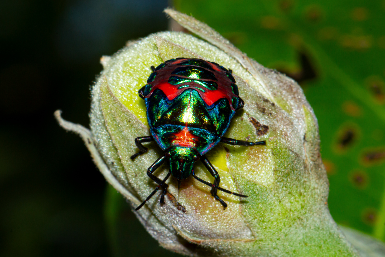 Tectocoris diophthalmus