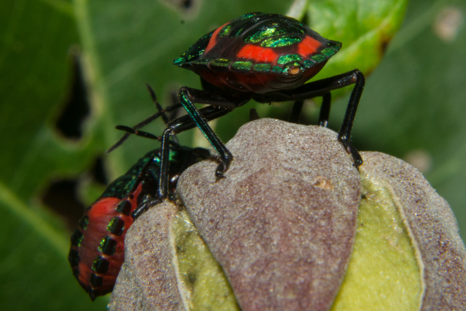 Tectocoris diophthalmus