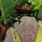 Tectocoris diophthalmus