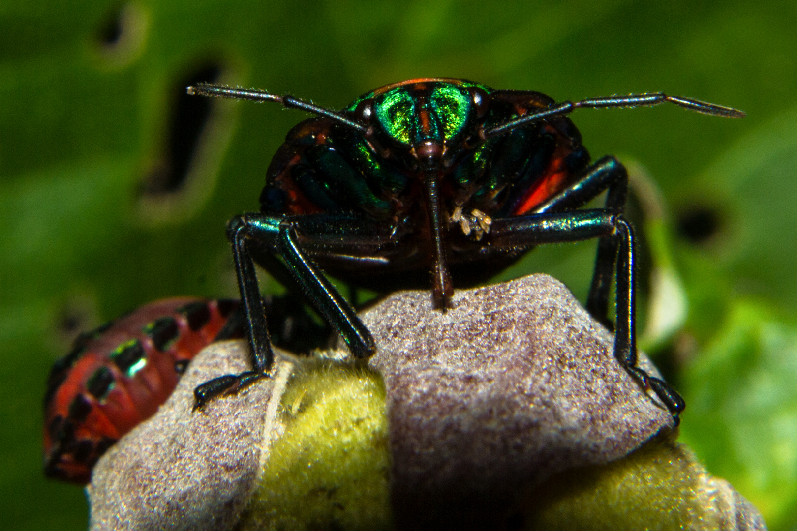 Tectocoris diophthalmus II