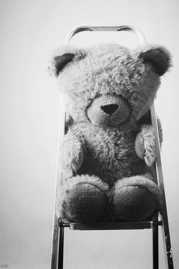 Teddy