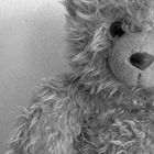 *Teddy*