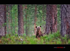 Teddy - allein im Wald