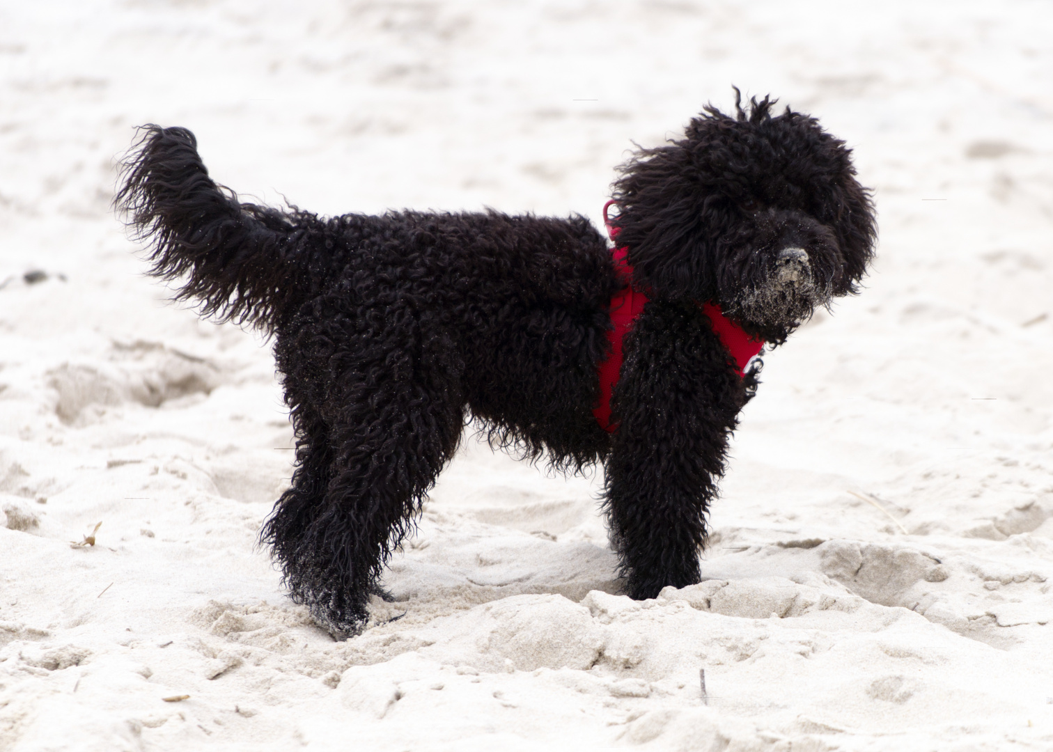 Teddy am Strand auf Sylt