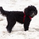 Teddy am Strand auf Sylt