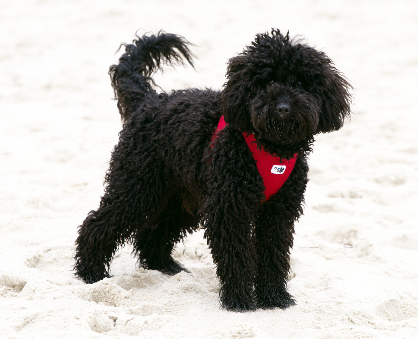 Teddy am Strand