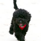 Teddy am Strand von Sylt