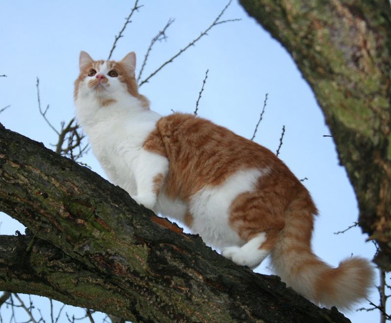 Teddy auf dem Baum