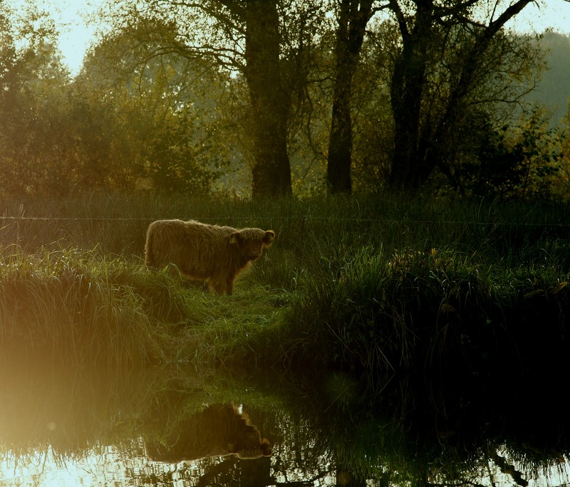 Teddy auf der Wiese