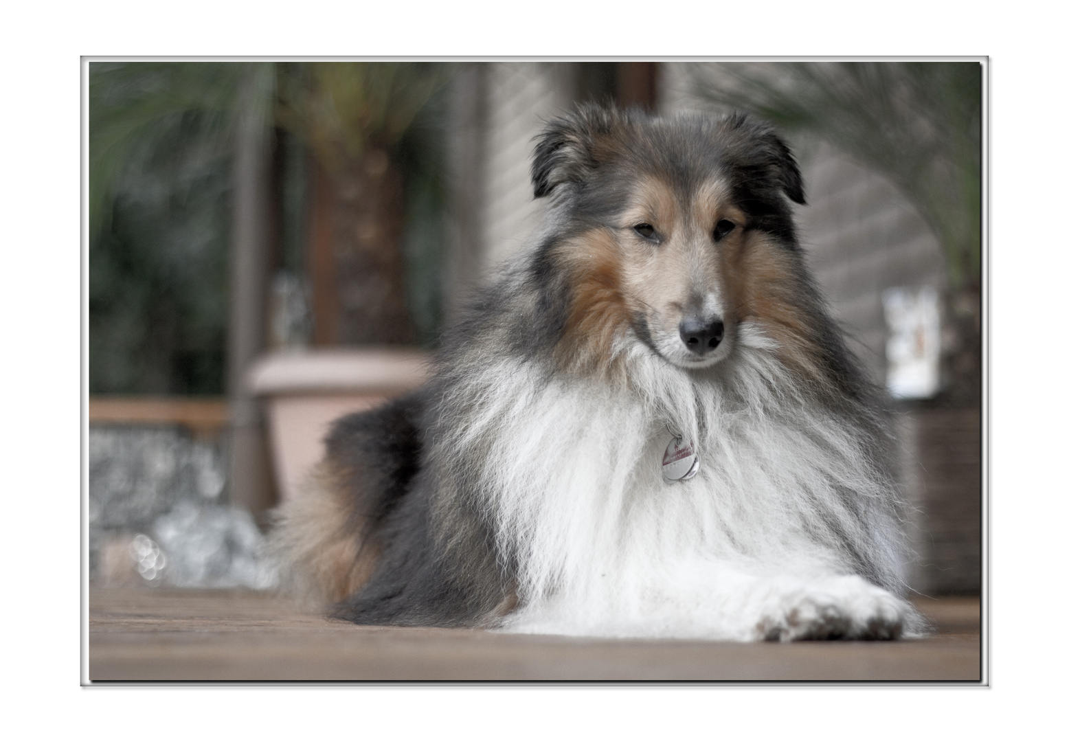 Teddy auf Terrasse