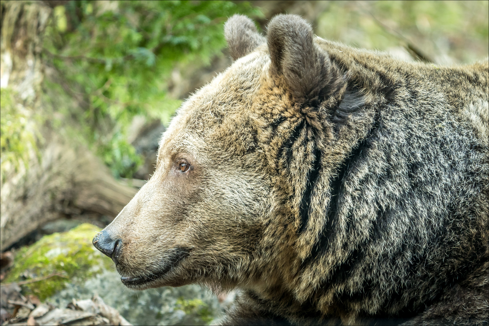 Teddy Bär 