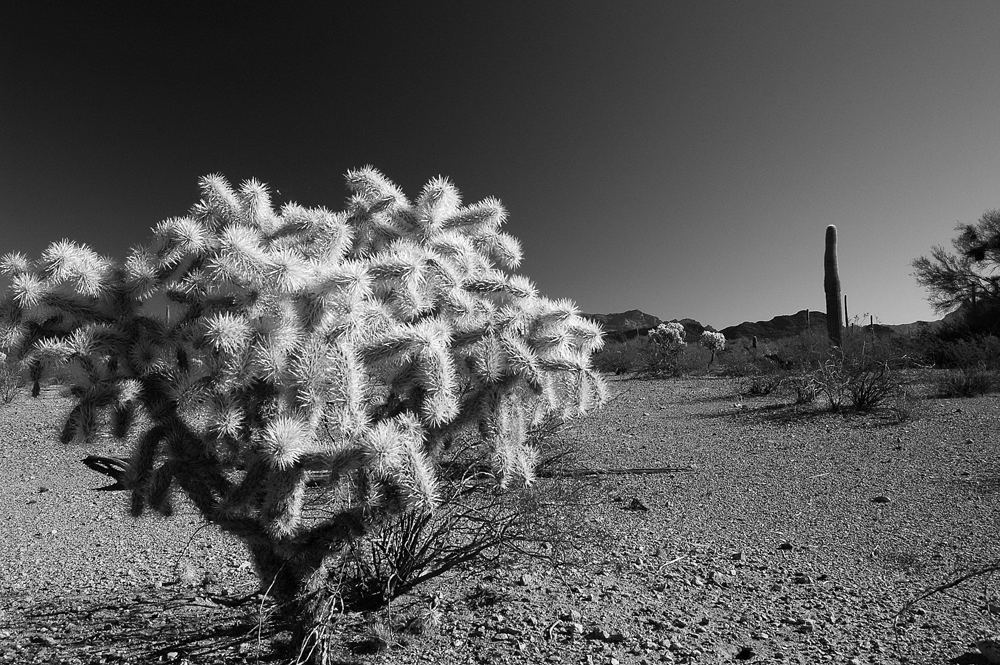 Teddy Bear Cholla