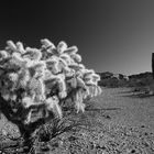 Teddy Bear Cholla