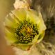 Desert Flowers