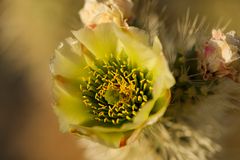 Desert Flowers