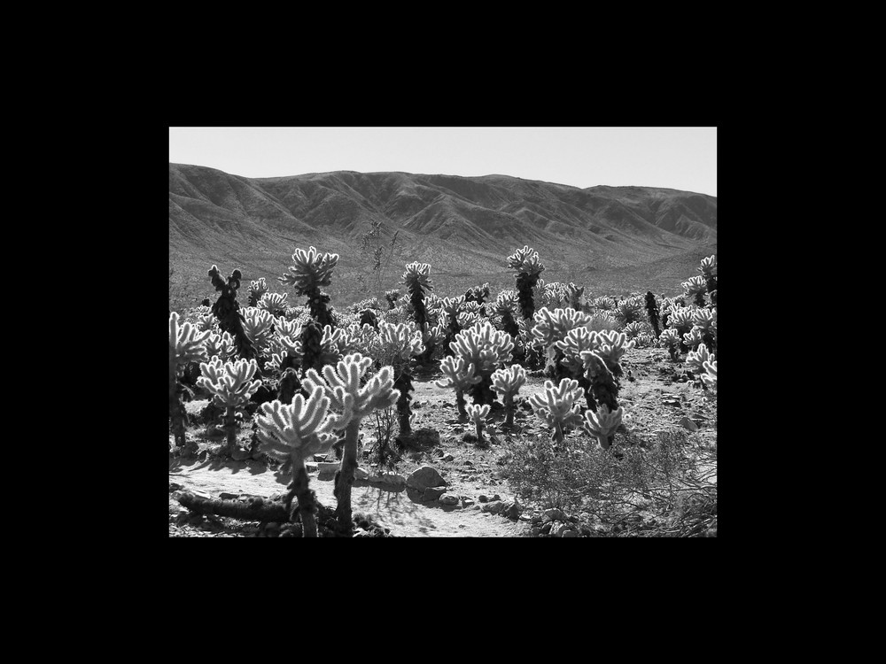 Teddy Bear Cholla, Mojave 2008