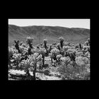 Teddy Bear Cholla, Mojave 2008