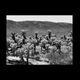 Teddy Bear Cholla, Mojave 2008