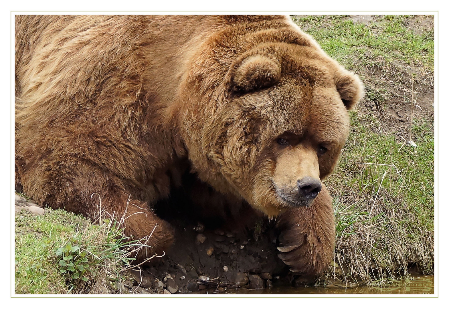 Teddy beim Trinken