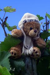 Teddy beobachtet uns von ein Weinstock