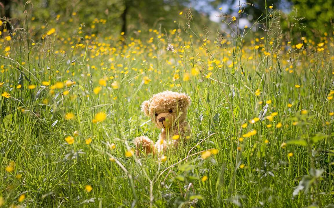 Teddy, Blümchen, Wiese & Co.