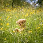 Teddy, Blümchen, Wiese & Co.