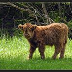 Teddy cattle