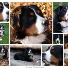 Teddy Collage 2006.