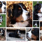 Teddy Collage 2006.