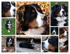 Teddy Collage 2006.