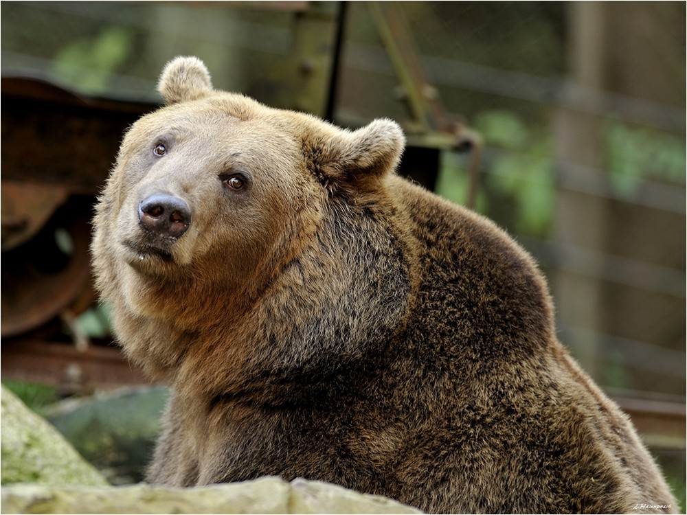 Teddy, der Bär