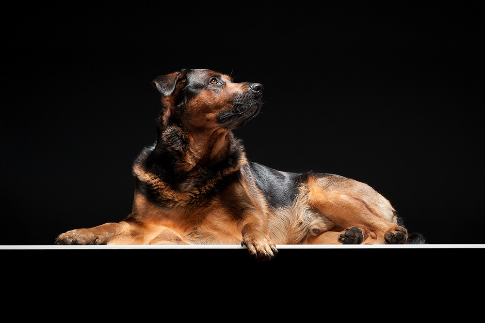 'Teddy', der ganze Stolz meiner Frau...