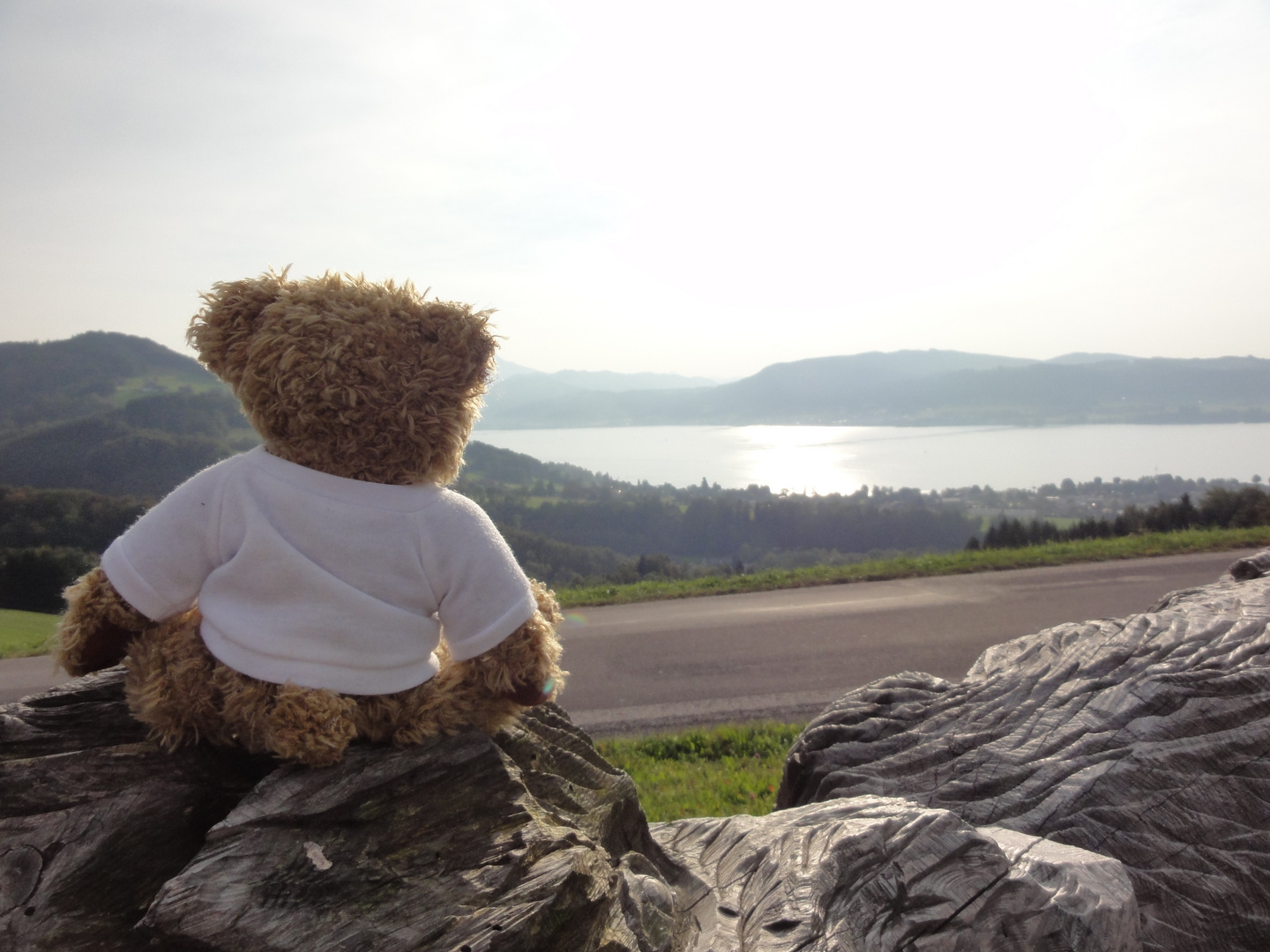 Teddy genießt den Ausblick