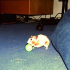 Teddy-Hamster