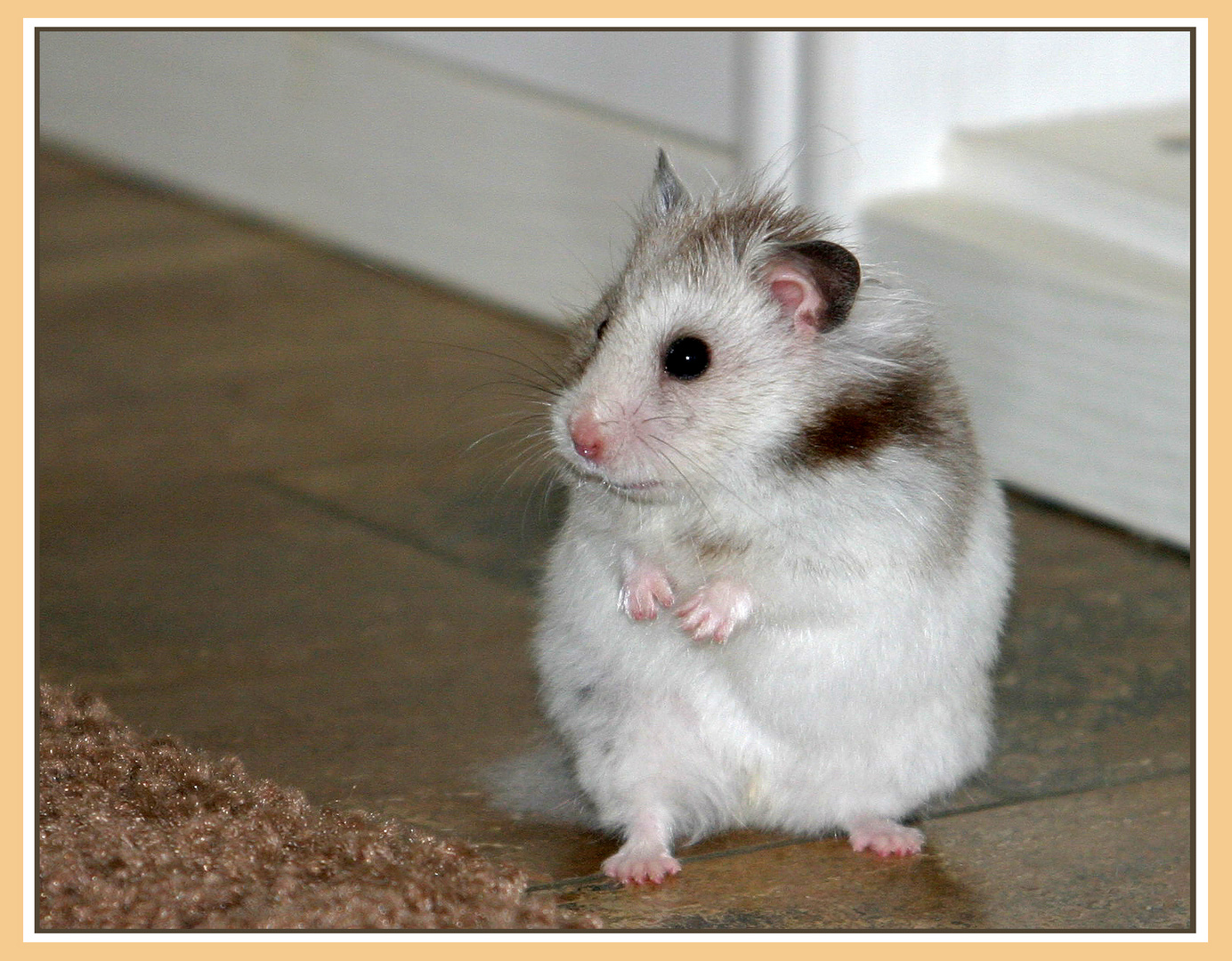 Teddy Hamster Foto & Bild tiere, haustiere, nagetiere & kaninchen Bilder auf