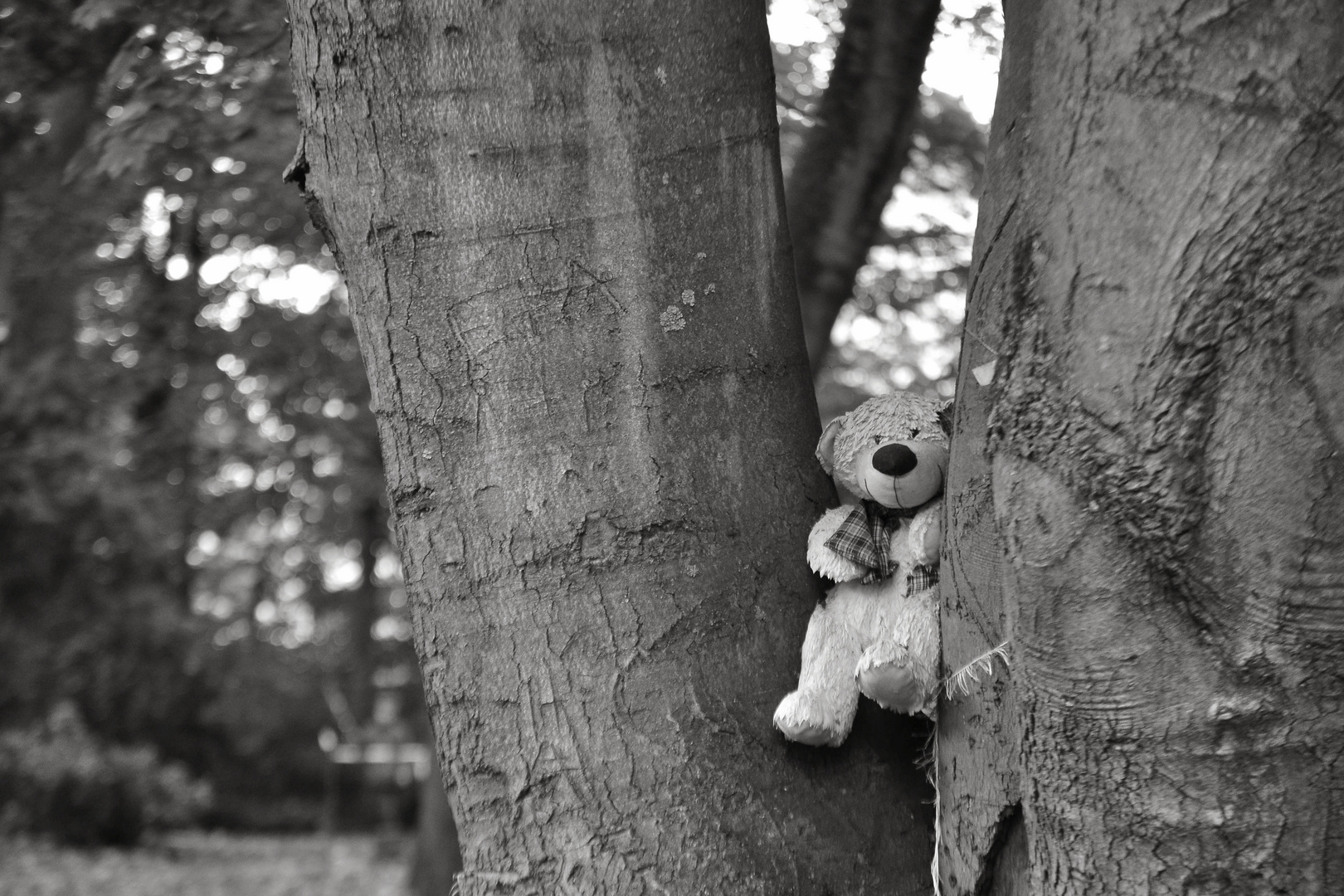 Teddy im Baum