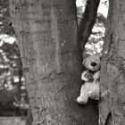 Teddy im Baum