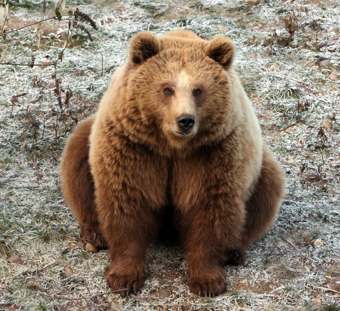 Teddy im Frost