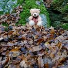 Teddy im Herbst