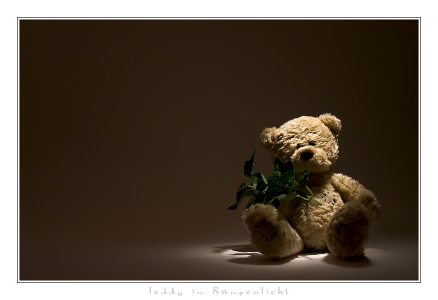 Teddy im Rampenlicht