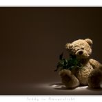 Teddy im Rampenlicht