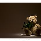 Teddy im Rampenlicht