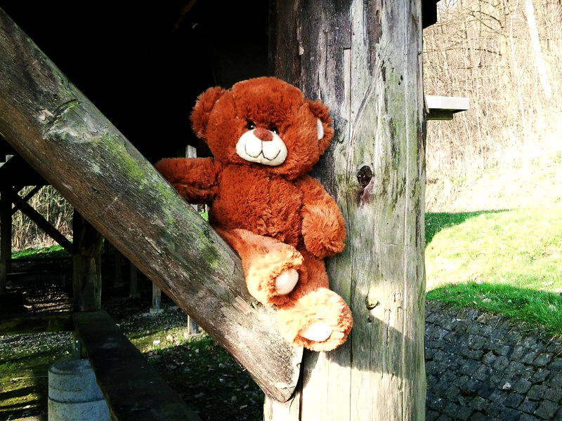 Teddy im Wald (2)