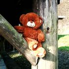 Teddy im Wald (2)
