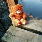 Teddy im Wald (3)