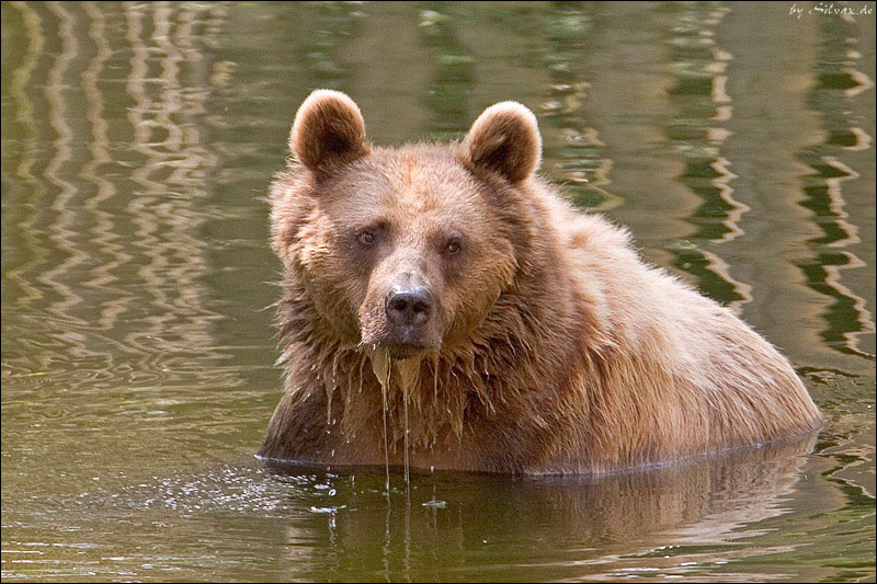 Teddy im Wasser