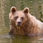 Teddy im Wasser