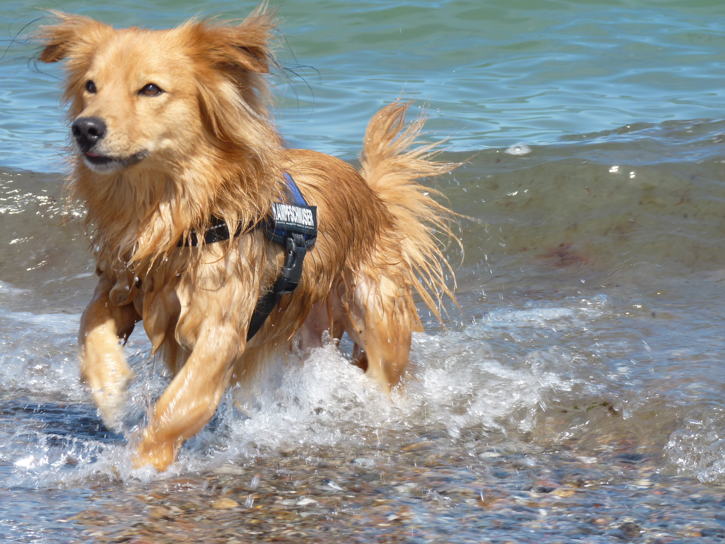 Teddy im Wasser